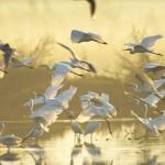 Gialova Lagoon, Messinia, Peloponnese, Greece