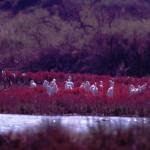 Gialova Lagoon, Messinia, Peloponnese, Greece