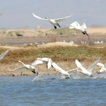 Evros River Delta, Thrace, Greece