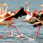 Evros River Delta, Thrace, Greece
